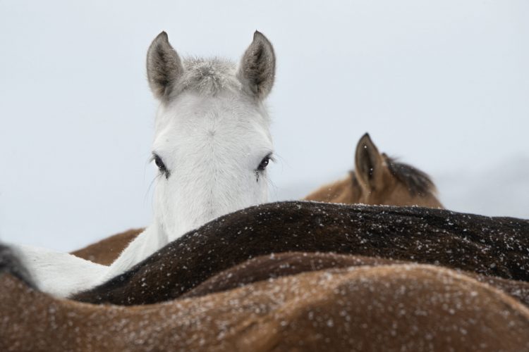 Li Gang，Gazing at Each Other